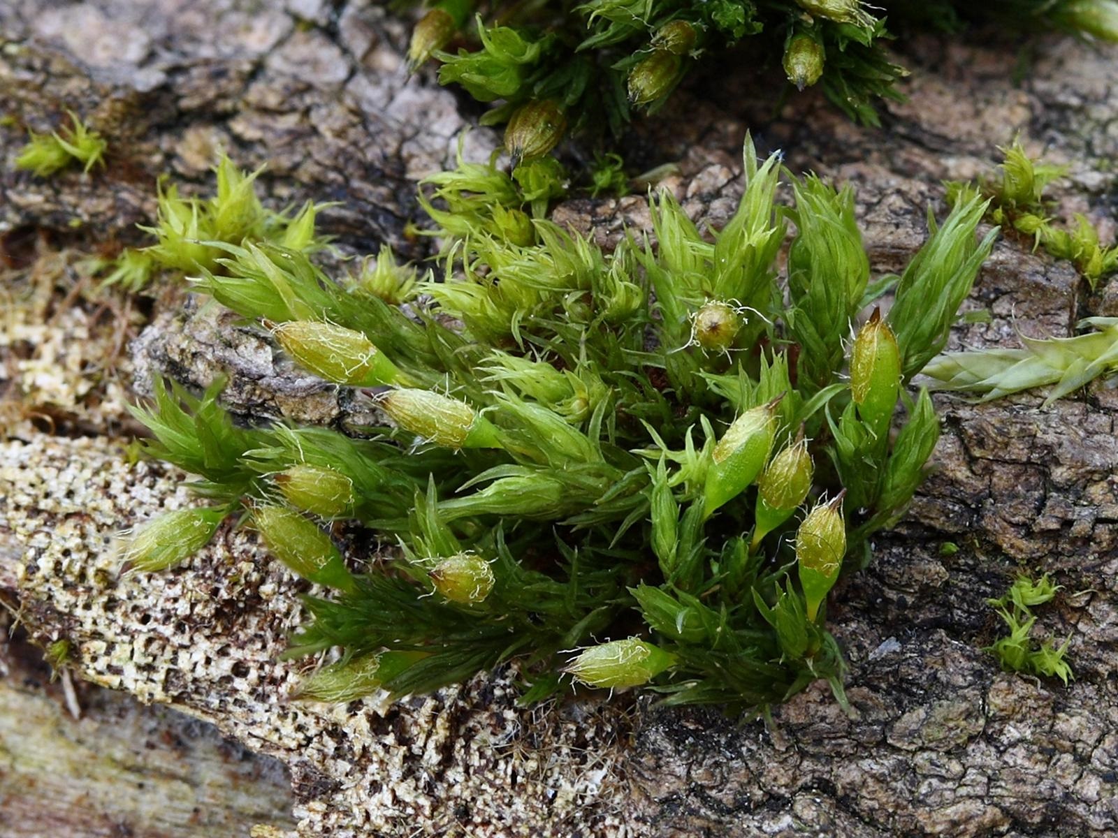 Представитель Отряда Orthotrichales